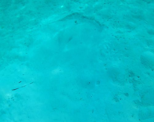 Скат зарылся в песке, Rahaa Resort, Лааму атолл Мальдивы